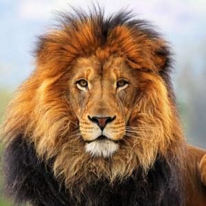 Meet your Posher, Son